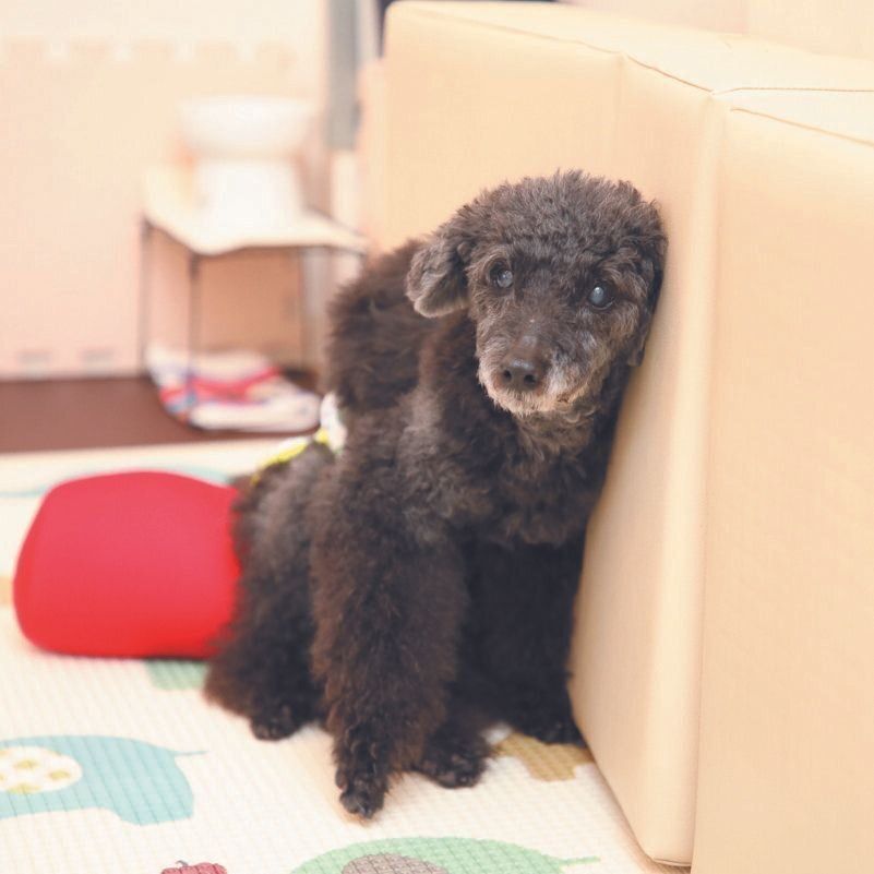 アイちゃん（メス・16才／3.3㎏／トイ・プードル／やさしくて穏やか）
