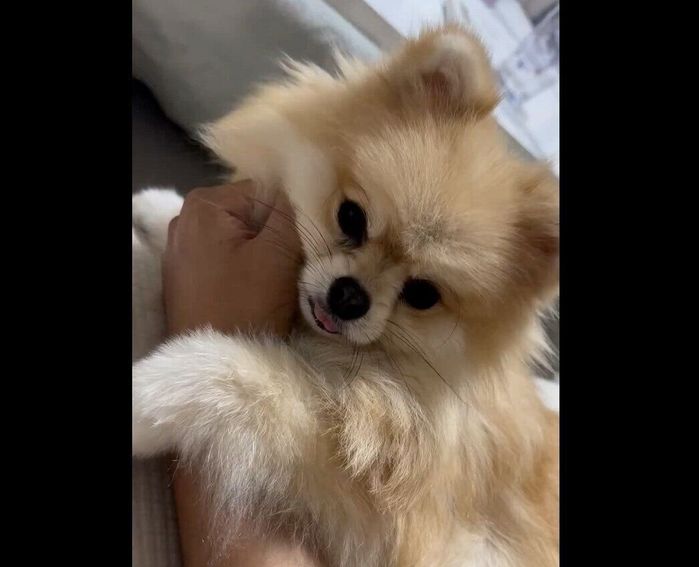 飼い主さんに甘えるレオくん