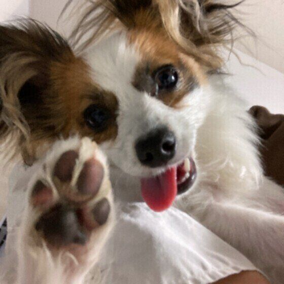 犬の足拭きはなぜ大切なのか？ 帰宅時に足裏を清潔にする目的とは いぬのきもち