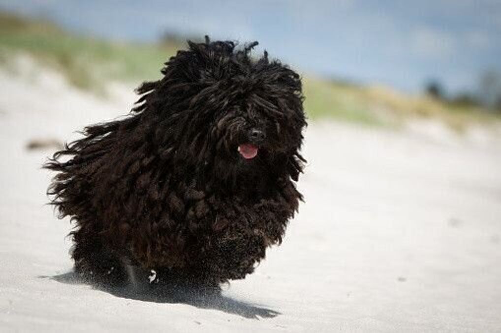 プーリーの特徴 性格 最新価格と飼い方 いぬのきもち 犬図鑑 いぬのきもちweb Magazine プーリーの特徴 性格 最新価格と飼い方 いぬのきもち 犬図鑑 いぬのきもちweb Magazine