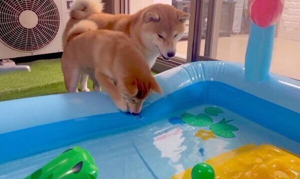 プールを覗くわらびちゃん、こむぎくん