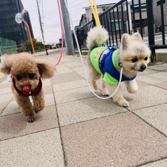 犬見知りをする犬としない犬の違いは？ 他の犬が苦手なコへの対応の仕方も いぬのきもち