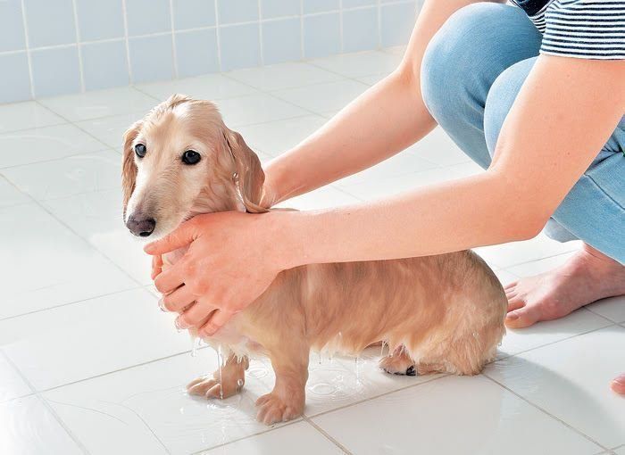 仕上げのリンス