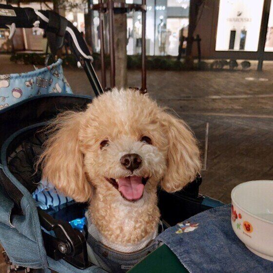 トイ・プードルのスマイル