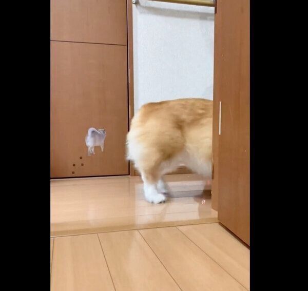 タオルをくわえて立ち去るベルちゃん