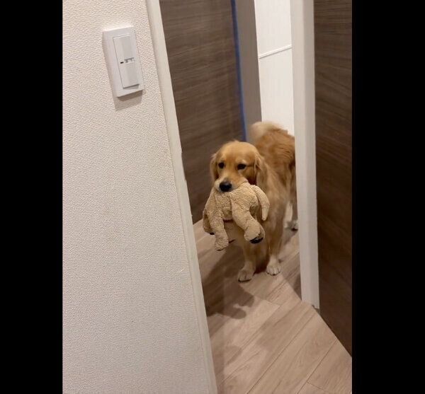 ぬいぐるみをくわえながら出迎えるアルフくん