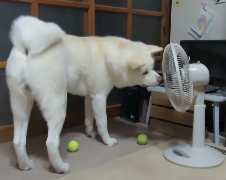 扇風機と犬