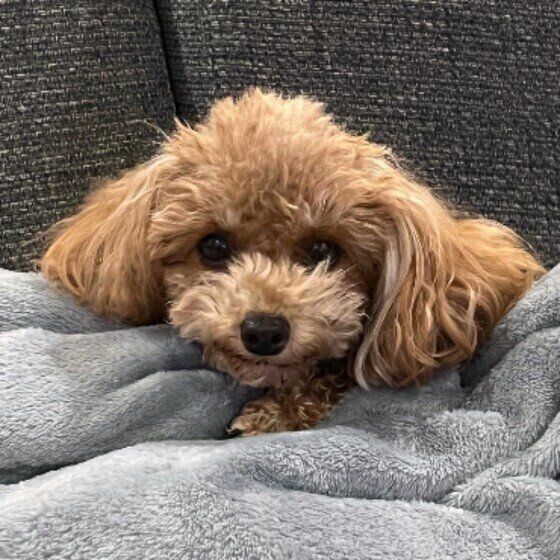 見つめるトイ・プードル