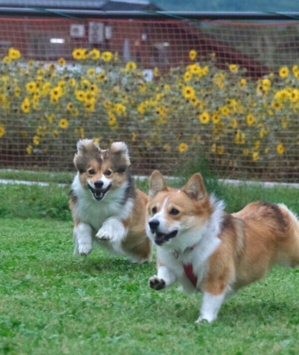 ドッグランを楽しむうりちゃん、せこむちゃん