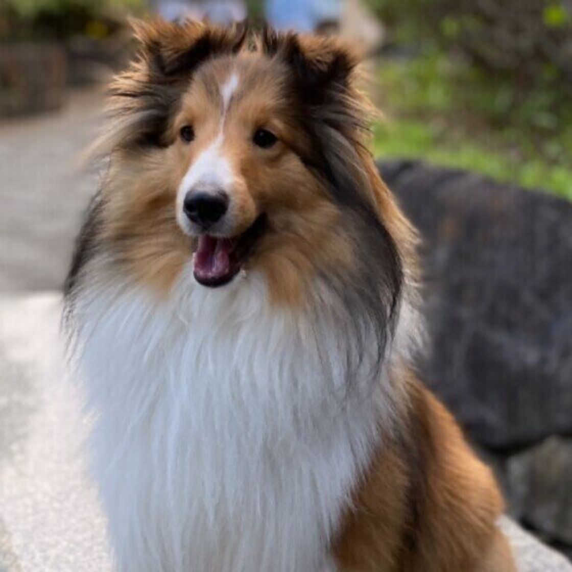 もふもふの大型犬 かわいい画像をまとめてお届け 犬種の特徴も解説 いぬのきもちweb Magazine もふもふの大型犬 かわいい画像をまとめてお届け 犬種の特徴も解説 いぬのきもちweb Magazine