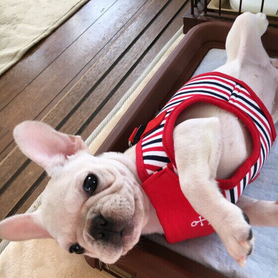 ハーネスをつけて寝転がるフレンチ・ブルドッグ