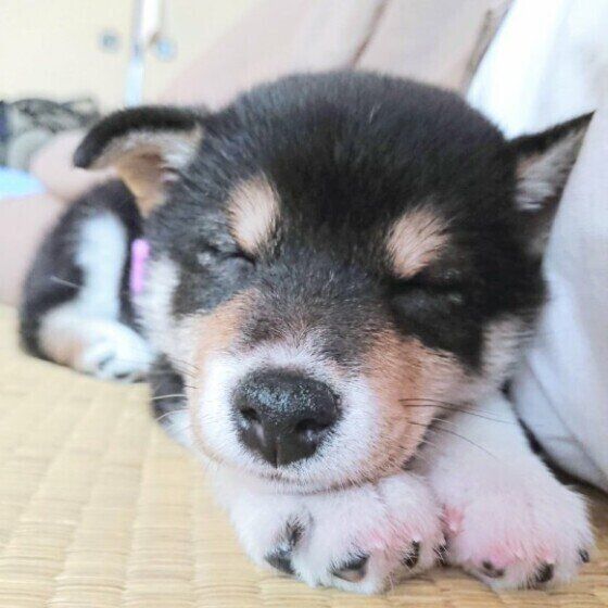 眠る柴犬