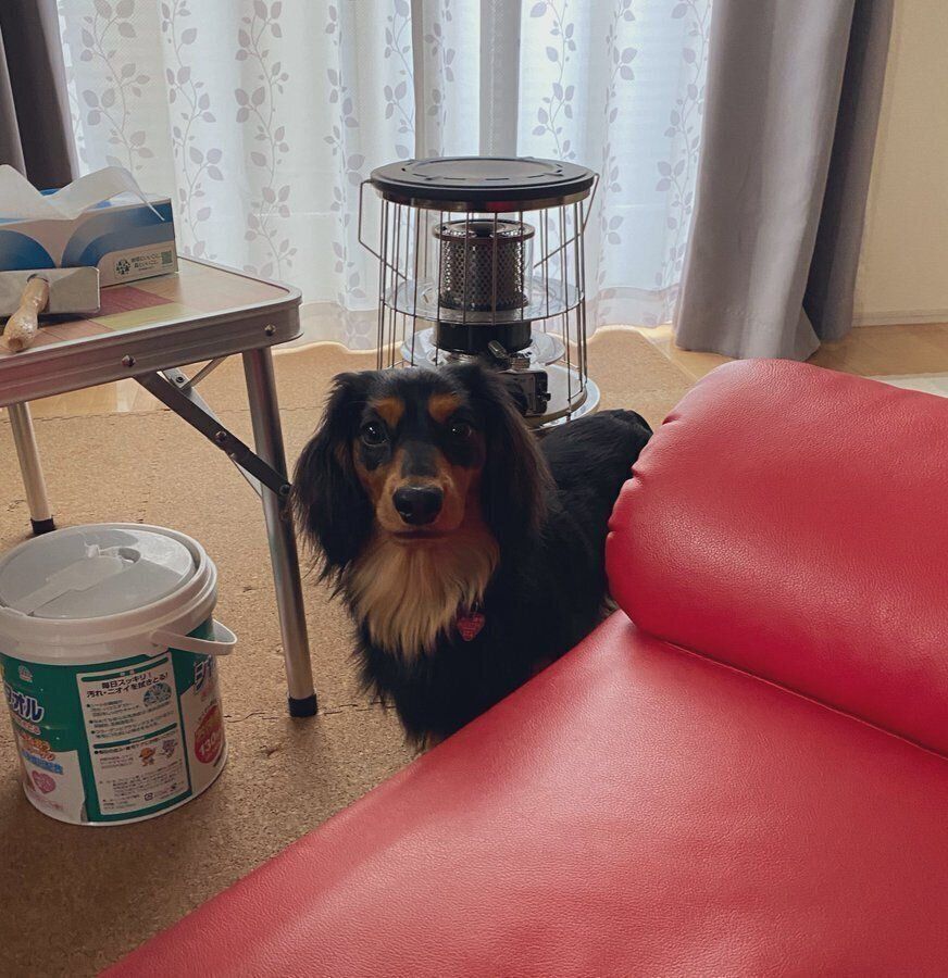 ソファ越しに見つめるみらいくん