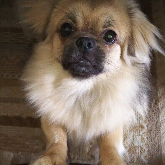 チベタン・スパニエル