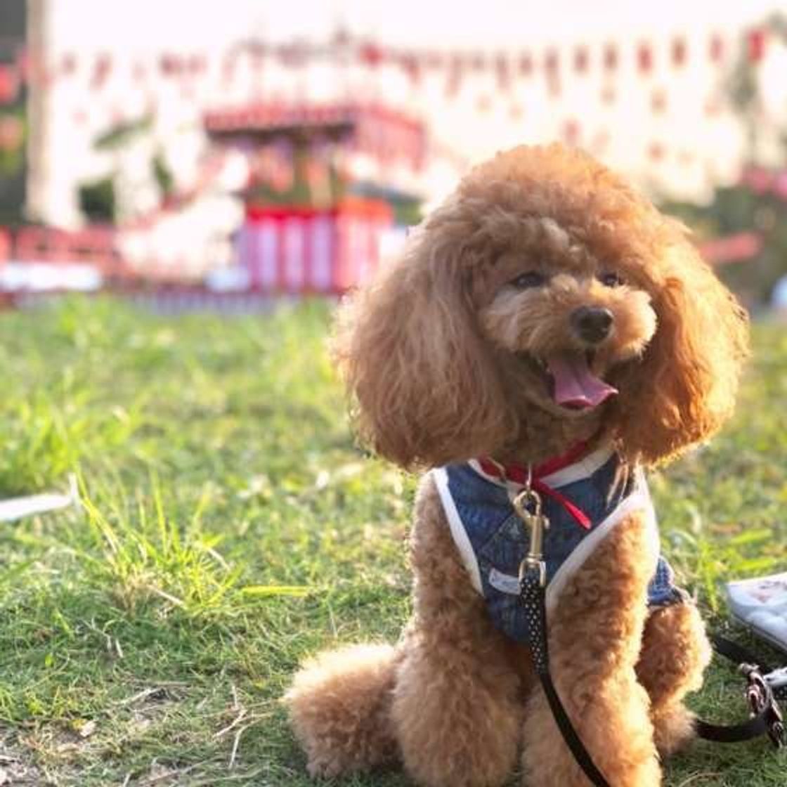楽しいイベント時にも注意 犬に危険な食べ物 飲み物 いぬのきもちweb Magazine 楽しいイベント時にも注意 犬に危険な食べ物 飲み物 いぬのきもちweb Magazine