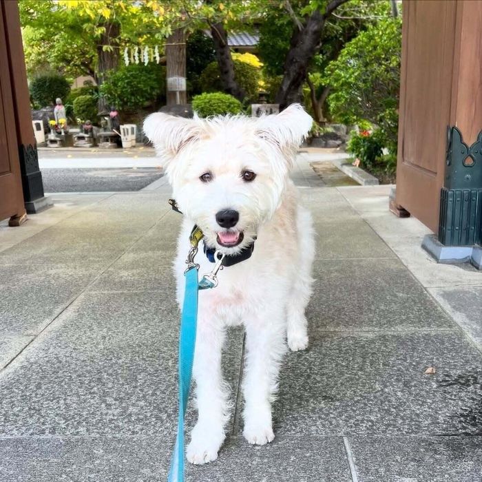 「散歩が大好き」だというバジルくん 気が合うコとは毎朝“ワンプロ”をする仲にもなったのだとか