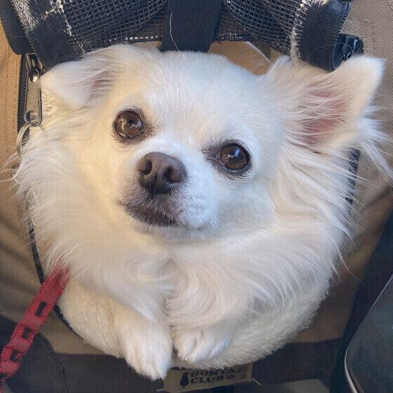 チワワのモモくん