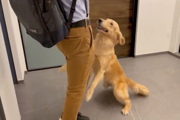 パパさんの帰宅を喜ぶゆずちゃん