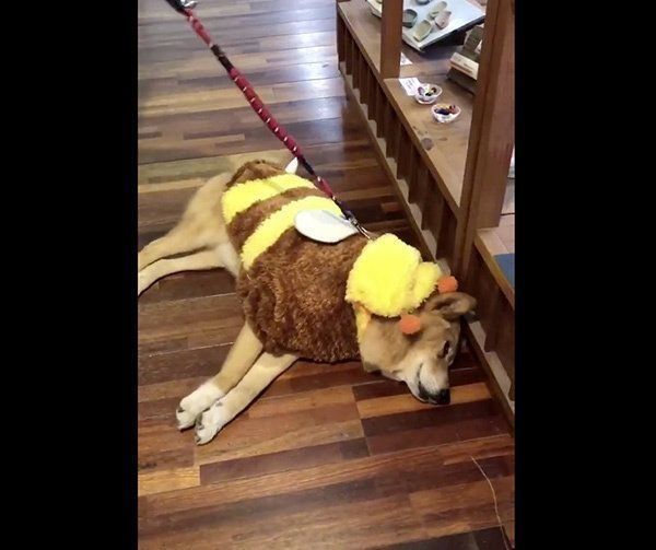 お店で爆睡してしまうルーさん