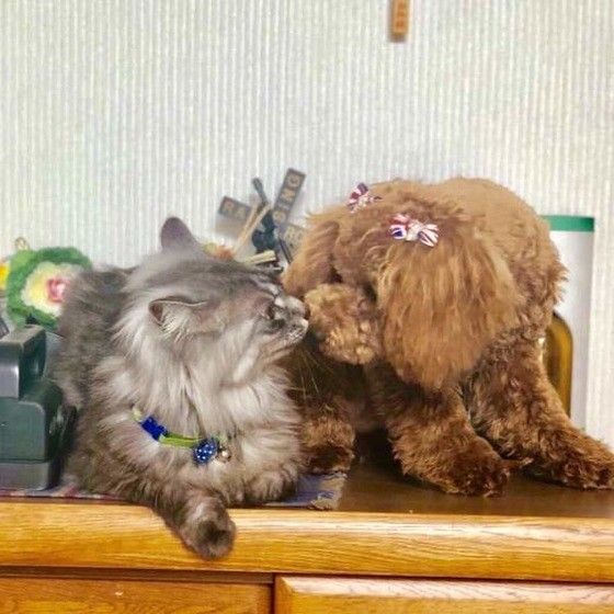 仲良しのトイ・プードルと猫