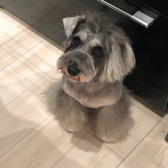 見上げるミニチュア・シュナウザー