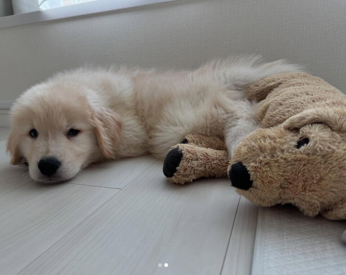 ぬいぐるみと寄り添うぴのくん