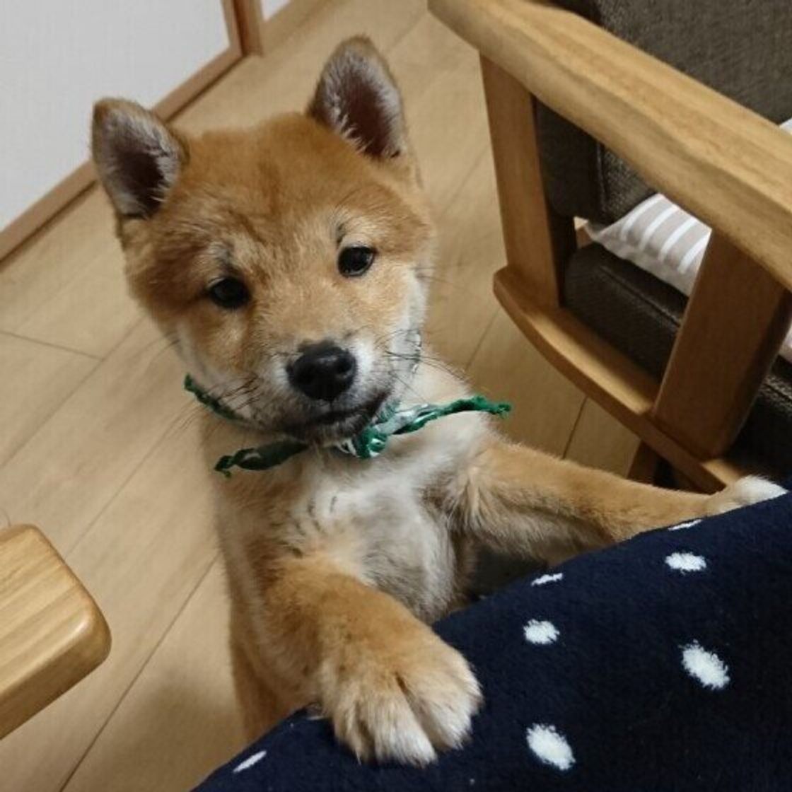 犬が飼い主さんのひざの上にのる理由 ひざのり犬 の癒し画像つき いぬのきもちweb Magazine 犬が飼い主さんのひざの上にのる理由 ひざのり犬 の癒し画像つき いぬのきもちweb Magazine