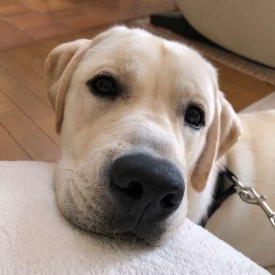 アゴを乗せるラブラドール・レトリーバー