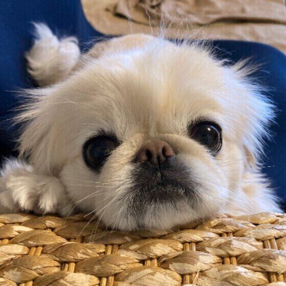 ペキニーズのペー子ちゃん