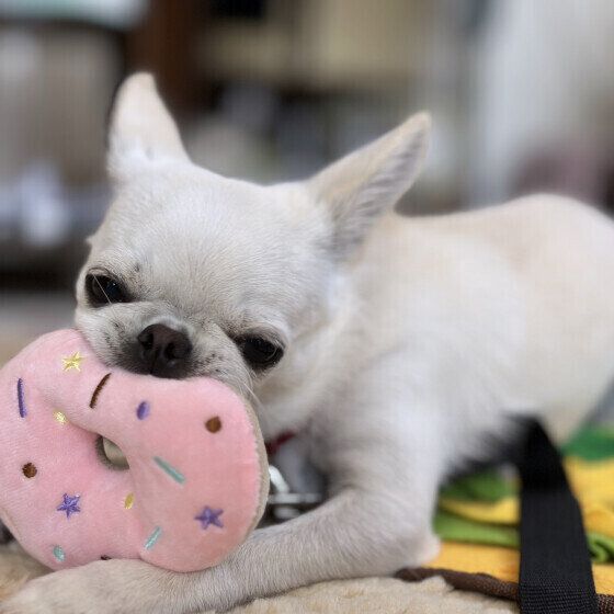 犬がぬいぐるみを大事にする理由とは？ 犬にぬいぐるみを与える際の注意点も いぬのきもち