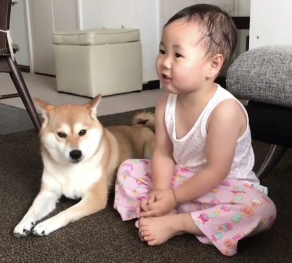 お誕生日をお祝いされる柴犬