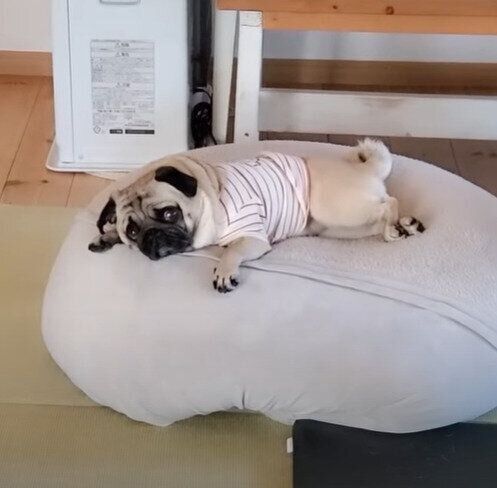 不機嫌モードのぷぅちゃん