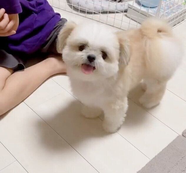 ケンカと勘違いして仲裁にやってきたミカンちゃん