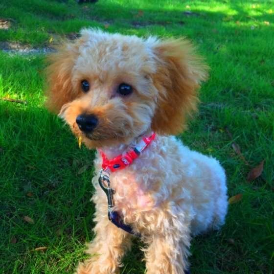 トイ・プードル