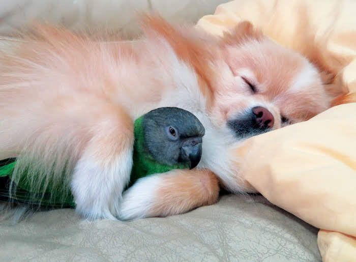 インコとポメラニアン