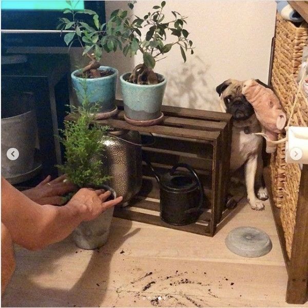 知らんぷりワンコ