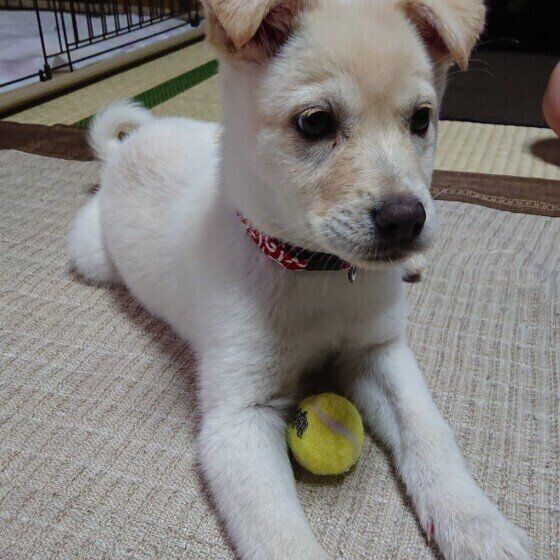 ボールを抱えて座る中型Mix犬