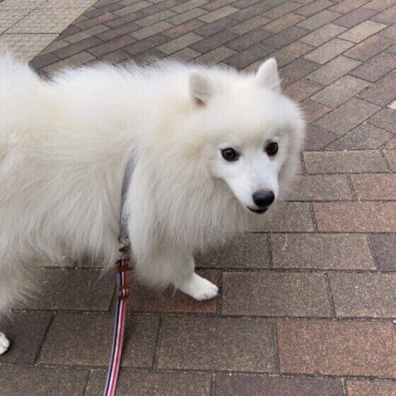 散歩する日本スピッツ