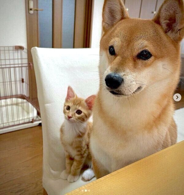 「おやつタイム」の飼い主さんをじーーーっと見つめるぷくちゃん、りんくん
