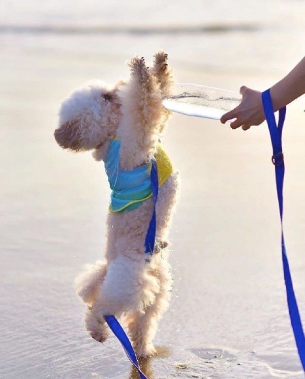 水を立ち飲みするトイ・プードル