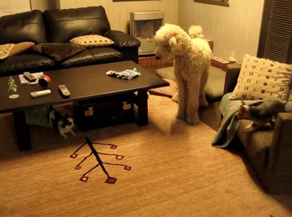 スタンダード・プードルとチワワ