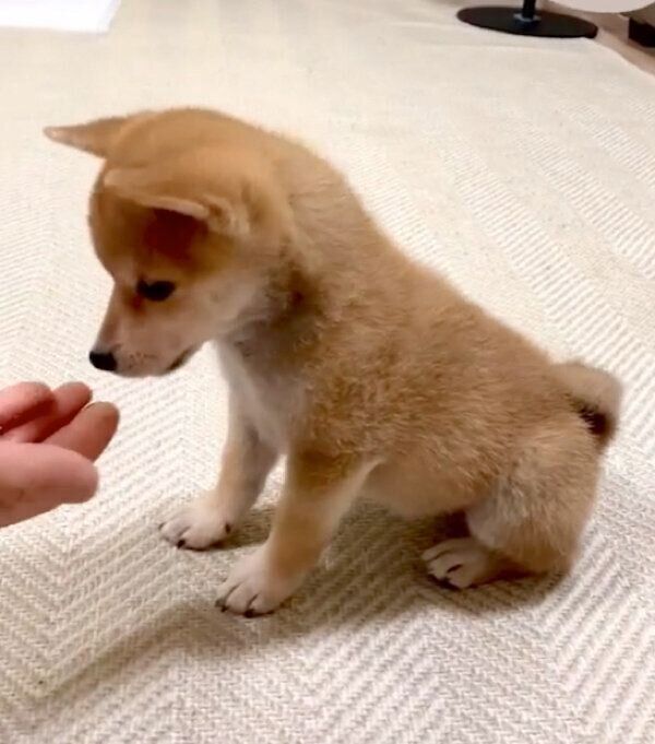 1日で「オスワリ」をマスターしたゴン太くん