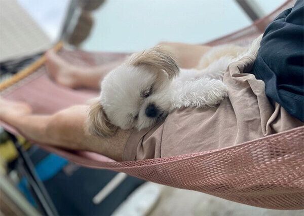 ハンモックで眠るみかんちゃん