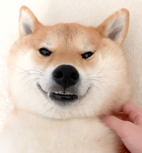 まったりする味噌ちゃん