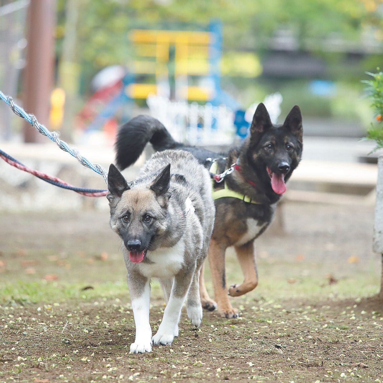左からまるくん、てつくん（ともにオス・5才／ミックス／20.0kg）