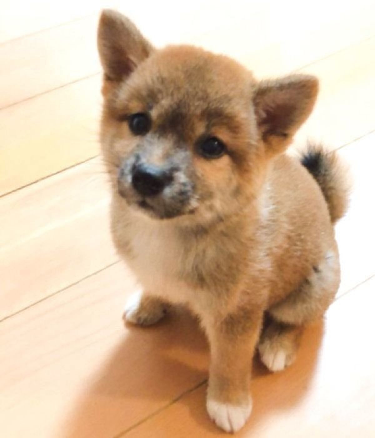 途中で何かあった 柴犬の成長がわかる ビフォー アフター の写真に反響 いぬのきもちweb Magazine