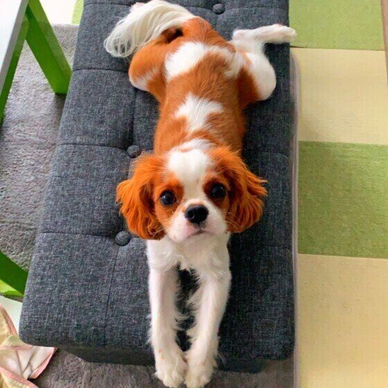 見つめるキャバリア・キング・チャールズ・スパニエル