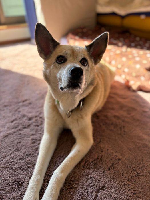 室内にいる犬