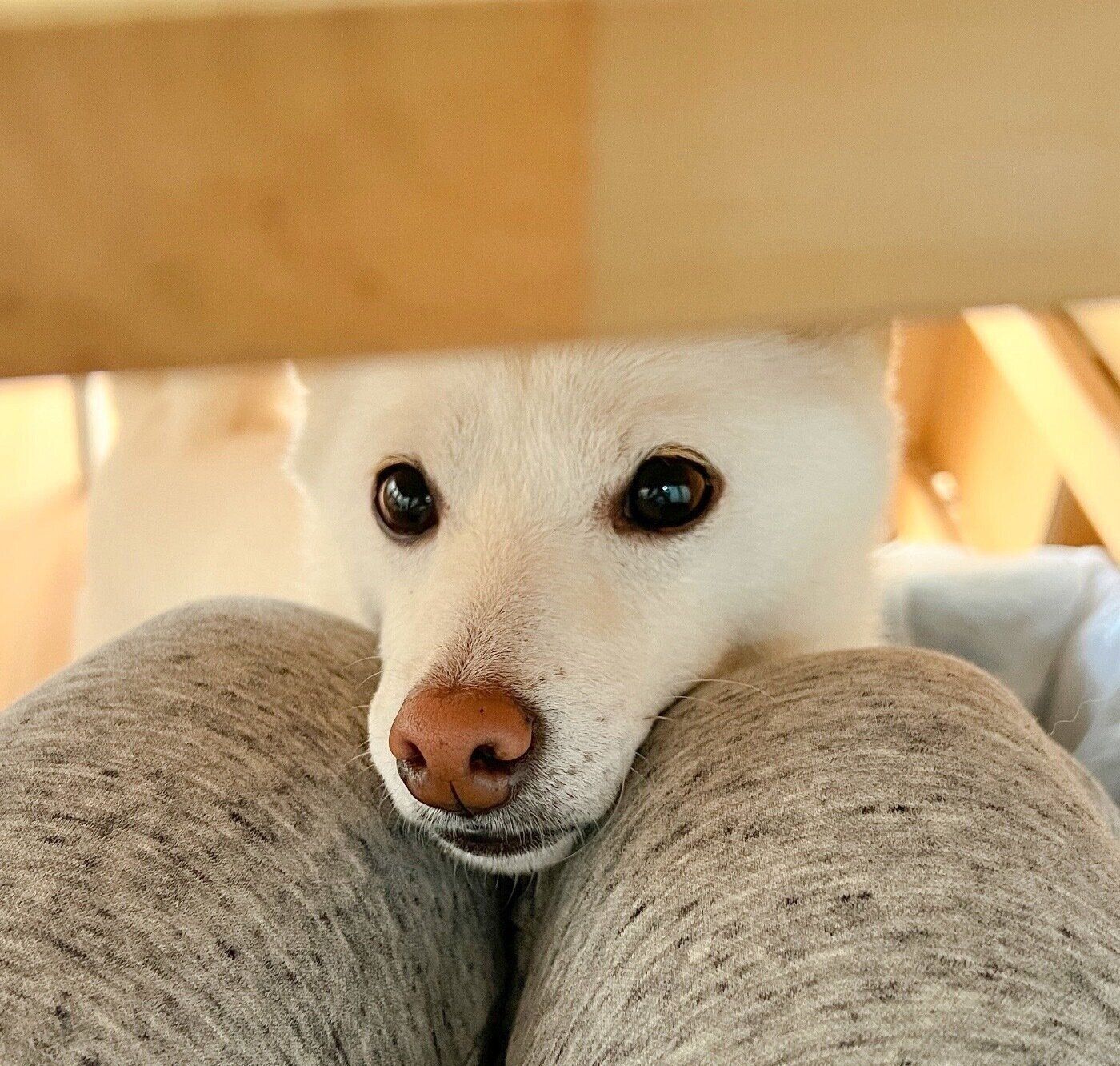 「おこぼれ待ち」をするほあちゃん