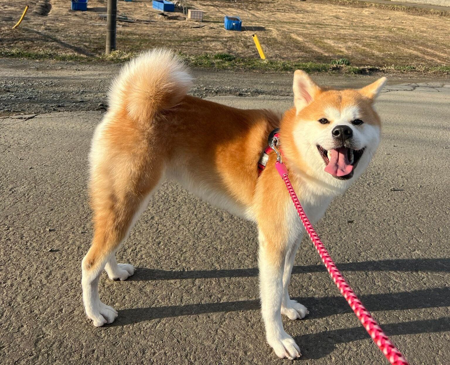 散歩するきなこちゃん